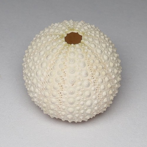 Weiße seeigel muscheln - weiße,
