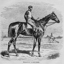 Rennpferd  Vollblut  Galopper Pferd original Holzstich 1892