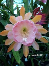 Epiphyllum Blattkakteen