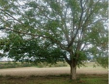 Wetterauer Walnüsse mit Schale BiO Qualität Ernte 2025 - eigene Bäume Sorte L