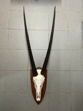 Antilopengeweih Geweih