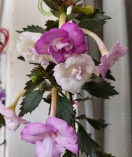 Preety Imorted Achimenes