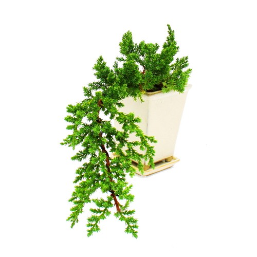 Exotenherz bonsai - -,