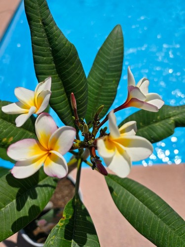 Frangipani plumeria oro - frangipani,