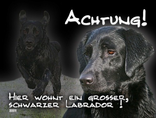 Labrador schwarz - labrador,