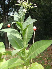 TABAK GOLTA VIRGINIA 500 Samen Saatgut bestens geeignet für kältere Regionen