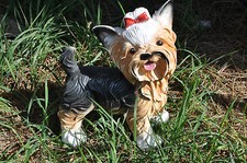 Hund, York, Yorkshire Terrier