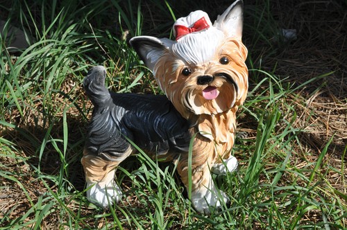 Hund york yorkshire - york,, terrier