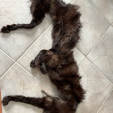 Fuchs Pelz Stola Schal