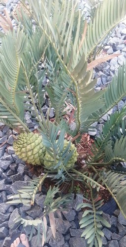 Encephalartos nubimontanus 1 - encephalartos,