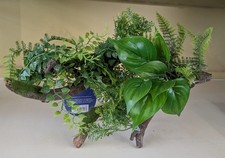 aquatlantis Wurzel Stamm mit