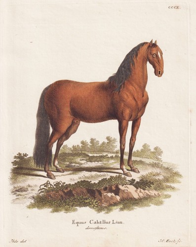 Hauspferd pferd horse - hauspferd,