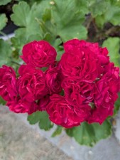Pelargonie Geranie TA
