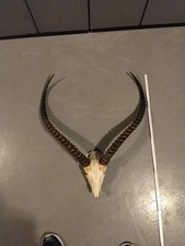 Afrika Trophäe Jagdtrophäe