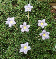 6 blaue Blüten KERAMIK  -