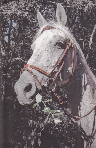 Pferd horse - ,