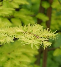 Hochstamm Urweltmammutbaum