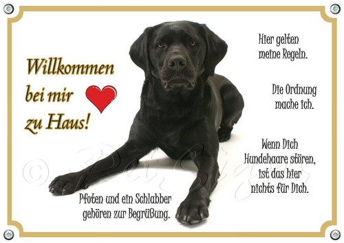 Hundeschild labrador retriever - hundeschild,