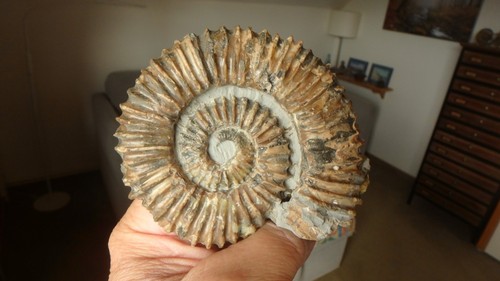 Ammonit fossilien kreide - fossilien, resse