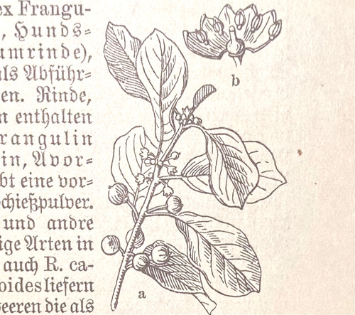 Alte lithographie rhamnus - lithographie,,