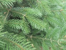 Schnittgrün von der