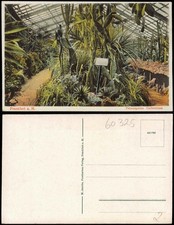 Ansichtskarte Frankfurt am Main Palmengarten Kakteenhaus 1915