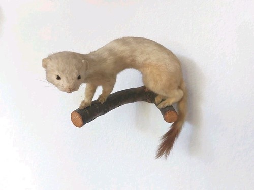 Tierpräparat hermelin - tierpräparat,