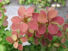 Berberitze Berberis Ruby Star ° Zwergerberitze ° Rot ° kleinwüchsig
