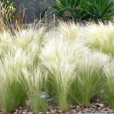 Original sylter ziergras stipa - sylter,