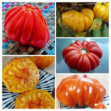 ITALIENISCHE TOMATEN