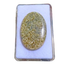 Petoskey Stein - Fossile