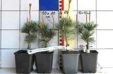 Pinus parviflora "Negishi"