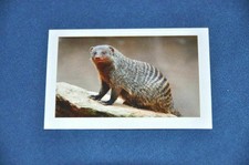 REWE ABENTEUER TIERWELT Nr