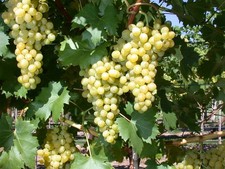 Vitis vinifera 'Phönix'