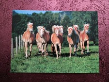 Pferdepostkarte HAFLINGER HERDE AK Pferd