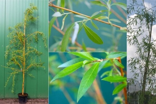 Salix alba tristis - salix, resistenta