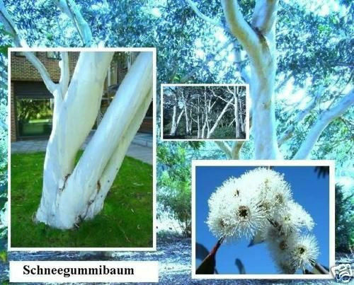 Schneegummibaum samen - schneegummibaum,