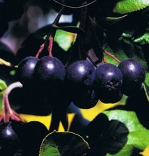 Aronia melanocarpa - Schwarze