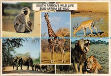 D063842 Südafrika Wild Life