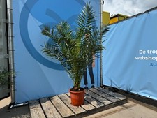 Palme phoenix canariensis - phoenix,