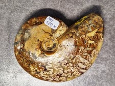 💎  Ammonit Cleoniceras