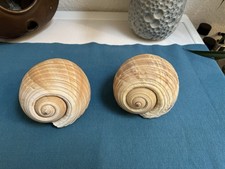 Muschel Meeresschnecke Tonna