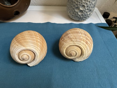 Muschel meeresschnecke tonna - muschel,