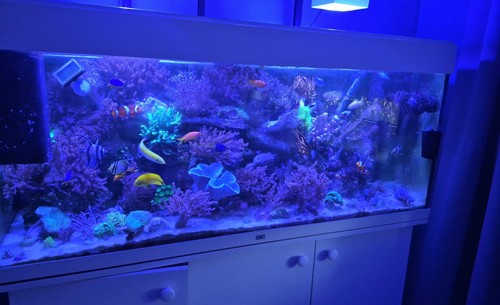 Seewasseraquarium juwel - seewasseraquarium,