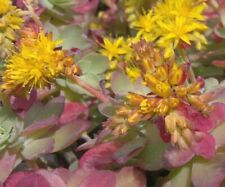 SAMEN Hauswurz Frühling Blumen selten Pflanzensamen Blattsukkulente Steingarten