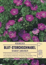 Geranium sanguineum  -  Blut Storchschnabel - Bodendecker im 9x9cm Topf