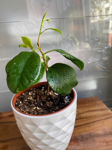 Ficus benjamina exotica - ficus,