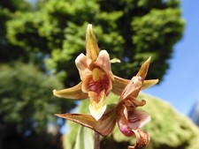 1xTopf Epipactis " Sabine "