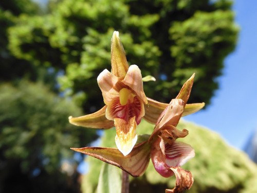 1xtopf epipactis sabine - 1xtopf,