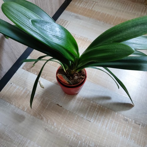 Clivia klivie tolles aussehen - klivie,